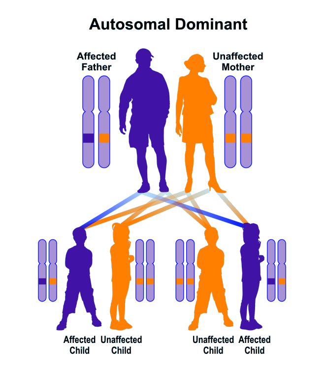 what does autosomal dominant pattern mean