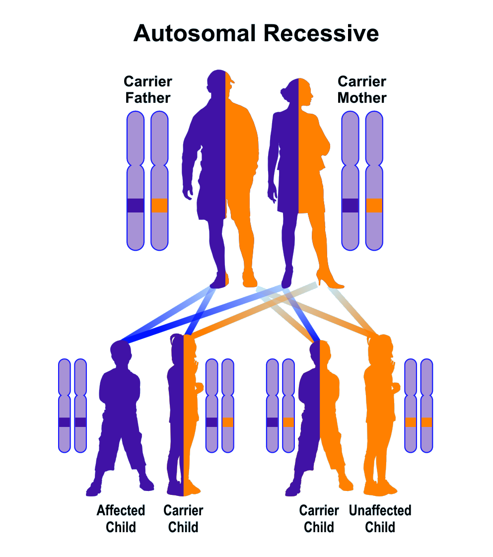 the-expressed-allele-when-no-dominant-allele-is-present