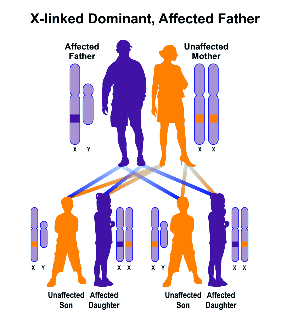 cone-rod-dystrophies-x-linked-hereditary-ocular-diseases