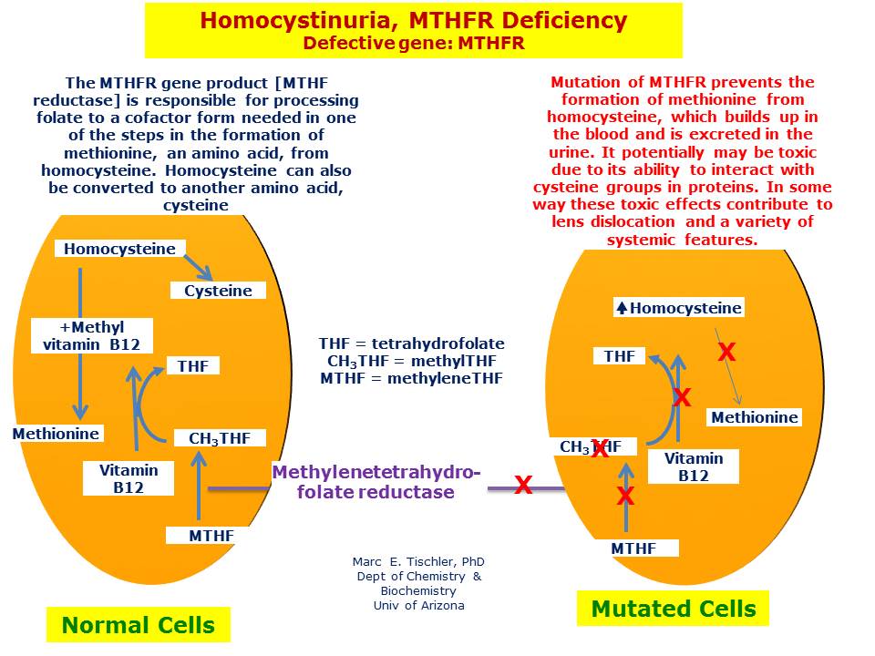 What is the MTHFR mutation?
