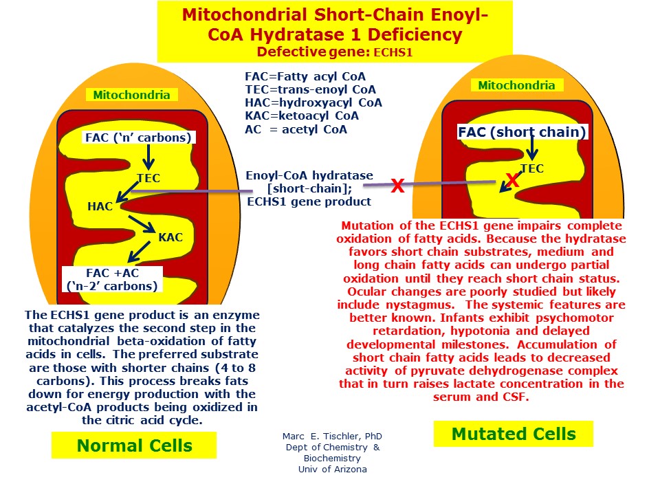 Mitochondrial Short-Chain Enoyl-CoA Hydratase 1 Deficiency | Hereditary ...