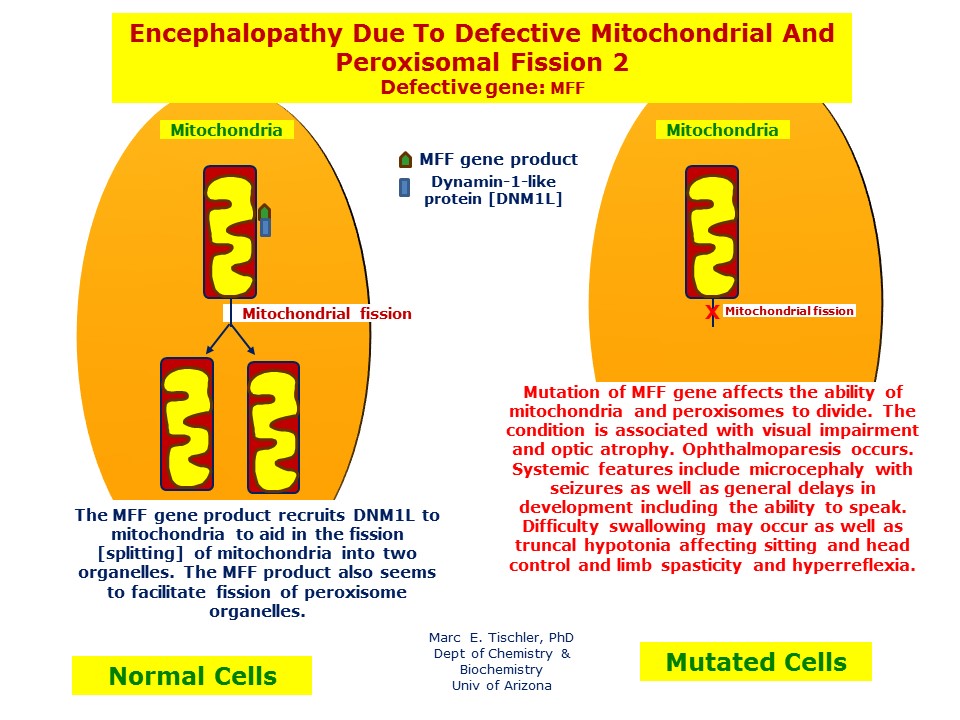 Encephalopathy Due To Defective Mitochondrial And Peroxisomal Fission 2 Hereditary Ocular Diseases