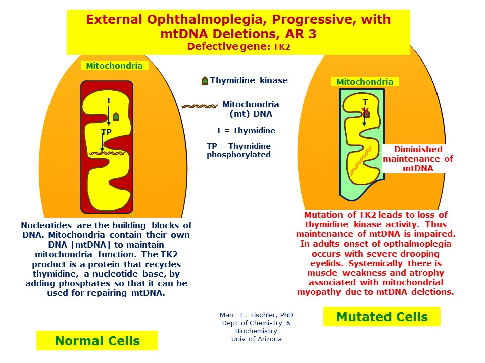 External Ophthalmoplegia, Progressive, with mtDNA Deletions, AR 3