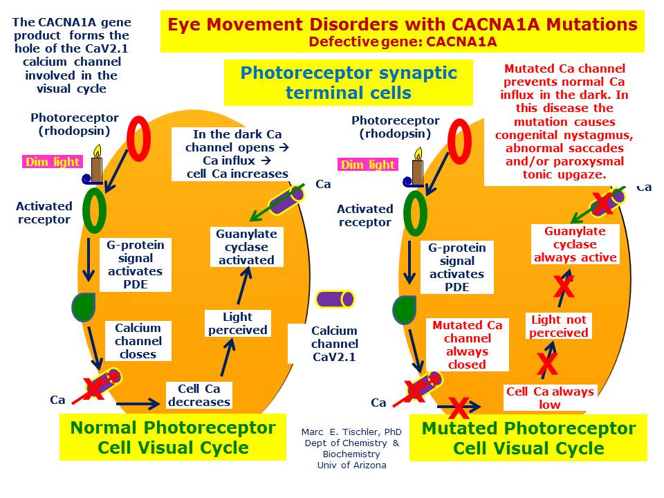 The mutated CACNA1A gene produt blocks normal Ca influx in darkness which interferes with visual fixation and results in a variety of abnormal eye movements. 
