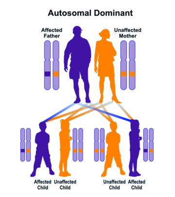 Sample pedigree of autosomal dominant inheritance
