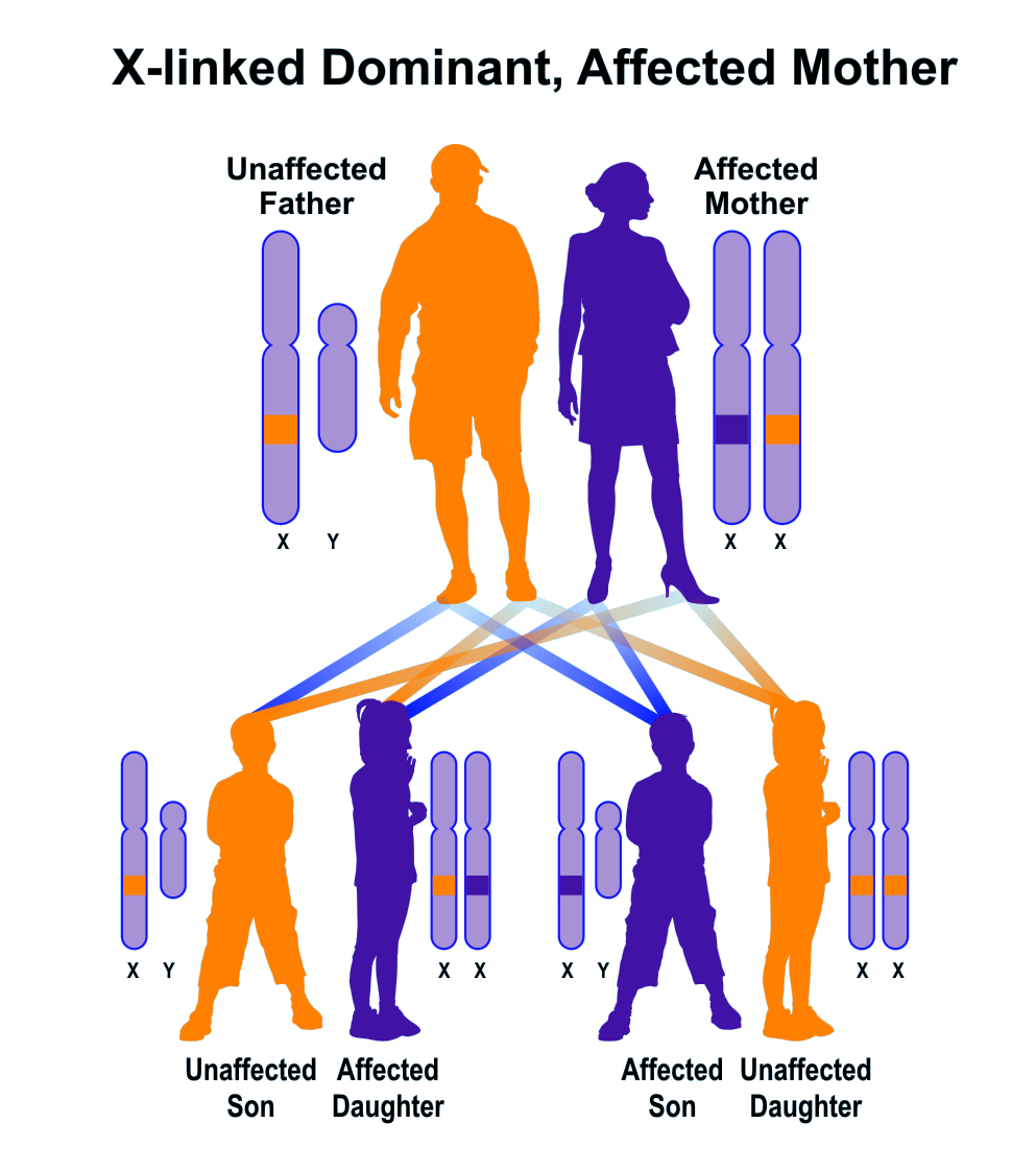 are dominant traits more common