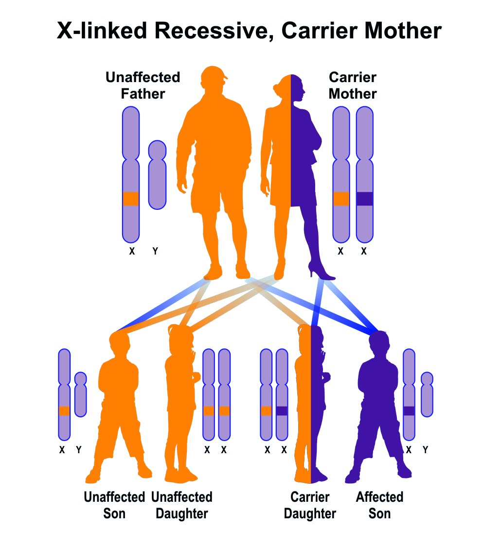 Sample pedigree of X-linked recessive inheritance, carrier mother